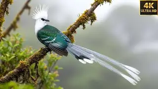 Long Tailed Legends Exotic Birds with Incredible Feathers  4K Nature Sound