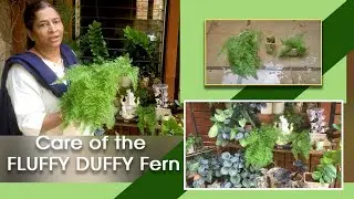 Care of the FLUFFY DUFFY Fern || Shobha Nagnur || My Garden My passion