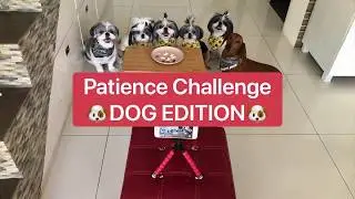 Patience Challenge by Jack and the Balbons