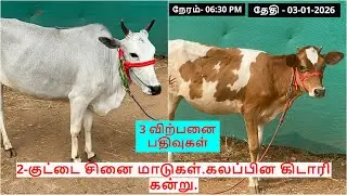 3-விற்பனை பதிவுகள்.2-குட்டை சினை மாடுகள்.கலப்பின கிடாரி கன்று.