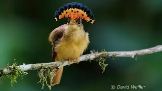 Spectacular Atlantic Royal Flycatcher Displaying Her Crown Feathers
