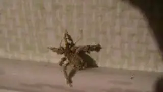 Strange bug