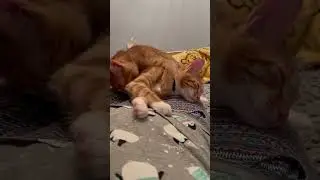 When Garfield wants to sleep but Simba wants to play #cutecat