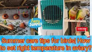 Summer care tips for outdoor birds| How to maintain right temperature in aviary?