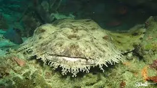 Wobbegong Shark in Raja Ampat, Indonesia