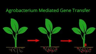 Agrobacterium mediated gene transfer/Lifesciences/|CSIR NET|CSIRathome