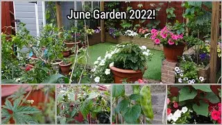 June Garden Update 2022 / Gardening UK