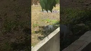 Wild Cat  #WildChickens #FeatheredAdventures #NatureEncounters #FreeRangeFowl