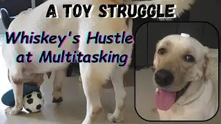 A Battle against Toys - A Labrador Retriever&rsquo;s struggle at Multitasking 래브라도멀티태스킹 #반려견놀이 #반려견사랑 #반려견