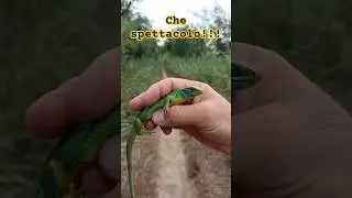 Quando la natura ti sorprende: guarda questo ramarro!