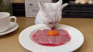 cat eat meatslices 🥩🥚🍳|cat eating sliced meat 🐓| ASMR cat mukbang #cat #cats