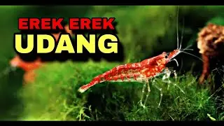 EREK EREK UDANG 2D 3D 4D & ARTI MIMPI TENTANG UDANG