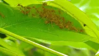 Weaver ant mimic spider and weaver ants take shelter in the rain.