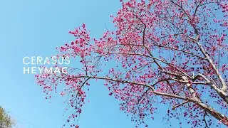 Heymac - Cerasus