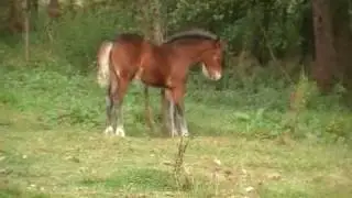 Besuch bei den Südheide Cobs (6)