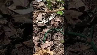 Box Elder Bug and European Firebug