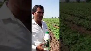 Cotton special 1 product Farmer review  at Lakhtar Village Adalsaar.