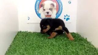 Venta de Perros cachorros Rottweiler en Cachorros y mas cachorros