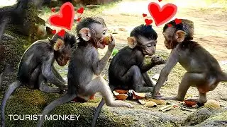 Sooo sweet newborn monkeys, Just born baby monkeys making love, Really adorable babies monkey