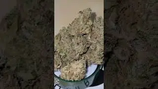 BubbleGum (Indiana bubble gum x unknown kush strain) cultivated by CBX (Cannabiotix)