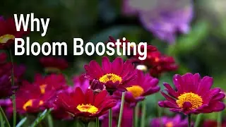 Bloom Boost - לשלב התבססות הצמח לאורך כל תקופת הגידול
