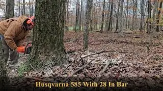 Husqvarna 585 & Bore Cut Basics For Directional Felling of Hard Maple