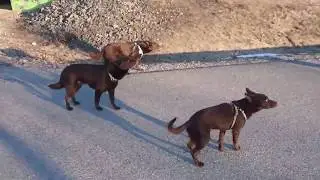 well trained dogs standing still looks like a glitch in the Matrix