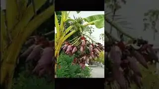 Tamil tubers with fruits nature
