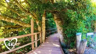 4K Tree Top Walk to Waterfall's Edge - Virtual Tour Rain Forest Walk - Queensland Australia