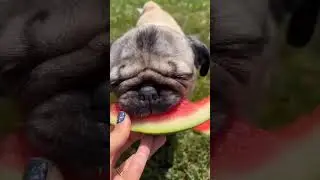 #pugsarethebest #pugsworld #dogsoftheworld #pugsoftheday #pugsdaily #pugslovers #pugsofig