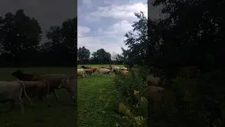 NEIGHBOURS COWS GOT LOOSE! #cows #farmer #farming #herdofcows #livestock #farmlife #herding #bovine