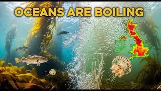 UK&rsquo;s Boiling Seas: How the 2025 Heatwave is Rewriting Ocean Life | Dark Water Unveiled