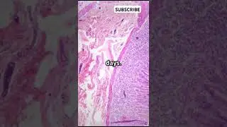 Mind Blowing Facts About Human Cells! #facts