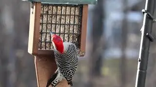 Birds Today 12March2019