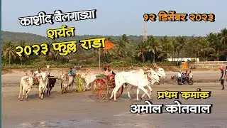काशीद बैलगाड्या शर्यत || 12 डिसेंबर 2023 | फुल्ल कडक शर्यत  झेंड्या वरून फिरताना बैलगाड्या शर्यत |