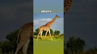 SE GLI ANIMALI NON AVESSERO IL COLLO!! *parte 3* 