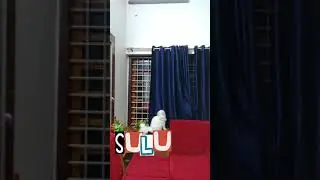 SULUS VLOG
