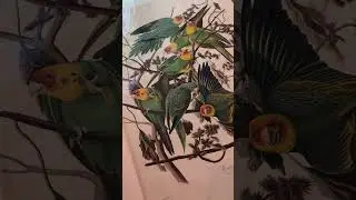Audubon Society Bird Illustration - New York Public Library Tour - for Dewey. Tag Dewey please