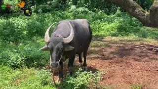 Strong Bull || Goan Bull || New Bull showing his skills ||