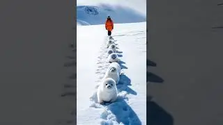 Surviving the Ice: Arctic Animal Rescue Mission