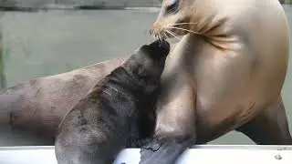 Adorable sea lion pup bonds and snuggles with mom