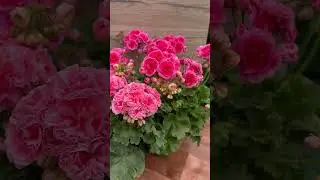 Мальта Первая Леди СиМ Диадема. #пеларгонии #пеларгонии #цветыдлядома
