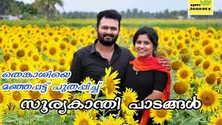 തെങ്കാശിയിലെ സൂര്യകാന്തി പാടങ്ങൾ | TENKASI SUNFLOWER | SUNDARAPANDYAPURAM | SURANDAI