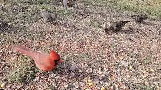 Bird happy everyday have foods. @Wide Open Transit Farm