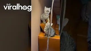 Adorable Trio of Kittens Transfixed by Fly || ViralHog