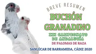 Buchón Granadino Campeonato Andalucía 2020