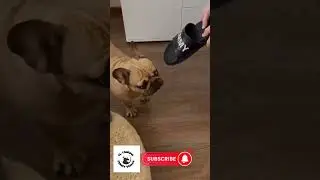 How to laugh on #60seconds 🤣🤣 #56 #2023 #2023shorts #feed #feedshorts #shorts #short