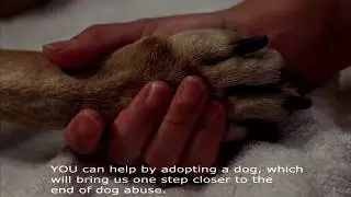 Dog PSA - Adoption is the best option