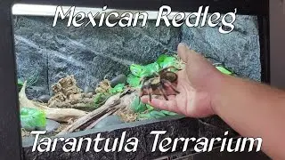 Redleg Tarantula Setup