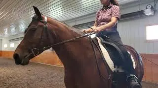 Alley Morgan Mare Half Pass Walk